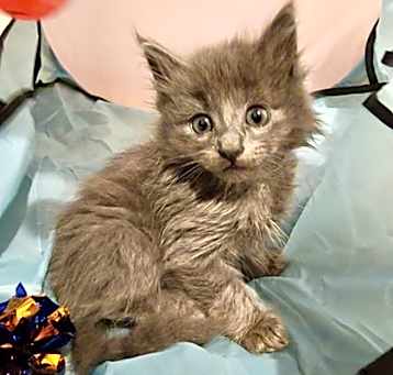 Photo of Oakley (pre adopt)