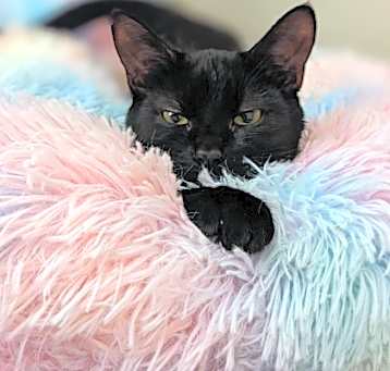Photo of Mei Mei