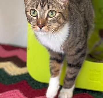 Photo of DiNozzo