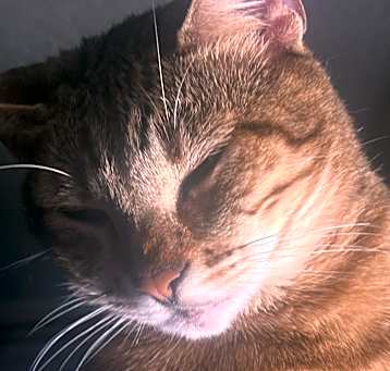 Photo of Aria