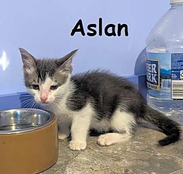 Photo of ASLAN Kitten
