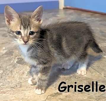 Photo of GRISELLE Kitten