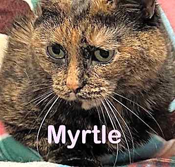 Photo of MYRTLE Cat