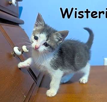 Photo of WISTERIA Kitten