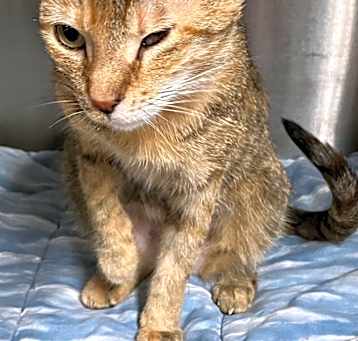Photo of Pirate
