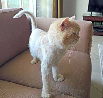 Photo of Simba