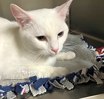 Photo of Snowy