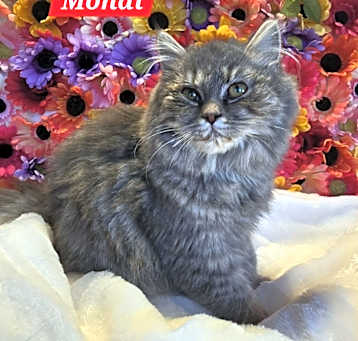 Photo of Mondi