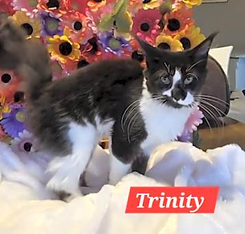 Photo of Trinity