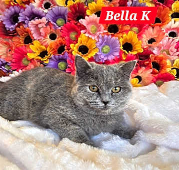 Photo of Bella K