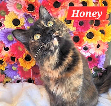 Photo of Honey