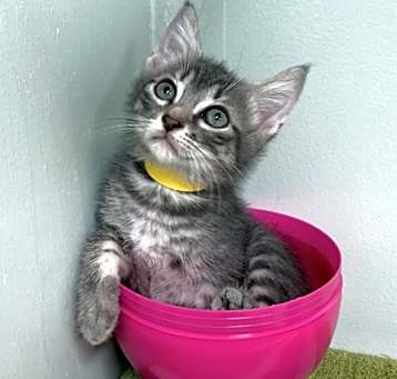 Photo of Champ