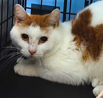 Photo of Pawcasso (coll. jaune)