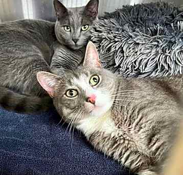Photo of Stormy - Bonded w/Cloudy
