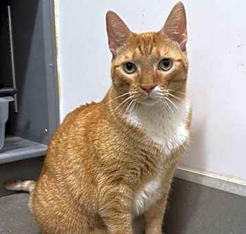 Photo of Simba
