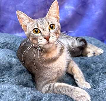 Photo of DUTCHESS