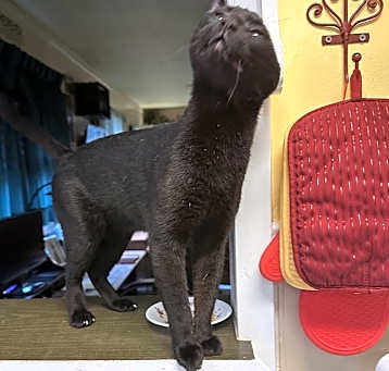 Photo of Neko