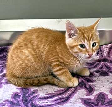 Photo of Cassia
