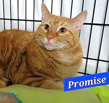 Photo of Promise