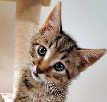 Photo of Jazzie