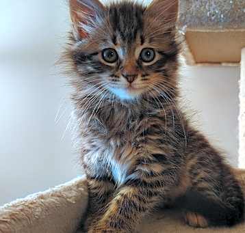 Photo of Juniper