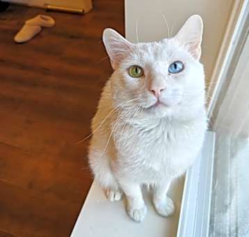 Photo of Angel Food Cake