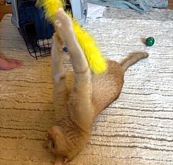 Photo of Ollie