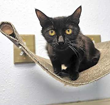 Photo of Salem