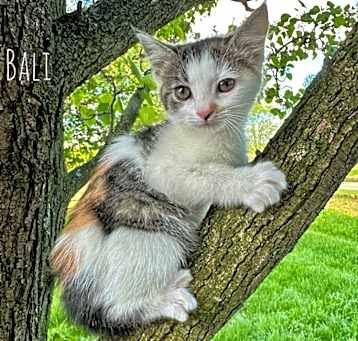Photo of Tropicats : Bali