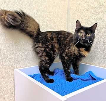 Photo of Maggie