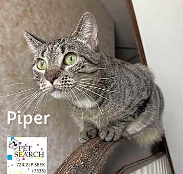 Photo of Piper