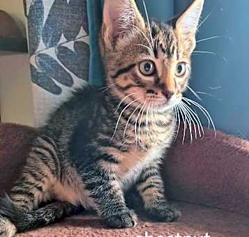 Photo of Chestnut
