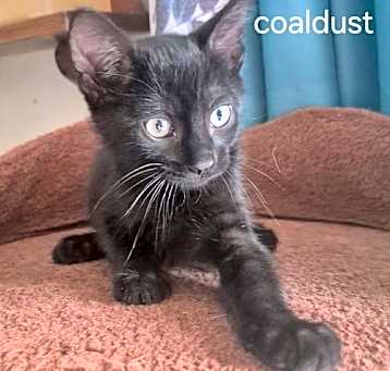 Photo of Coaldust