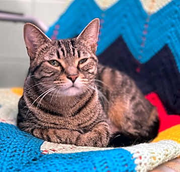 Photo of Star
