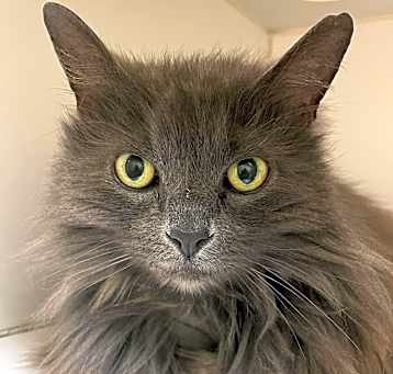 Photo of Kachina