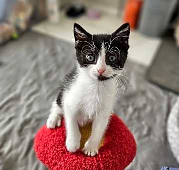 Photo of Dot
