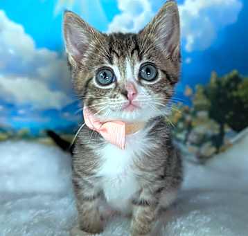 Photo of Flan