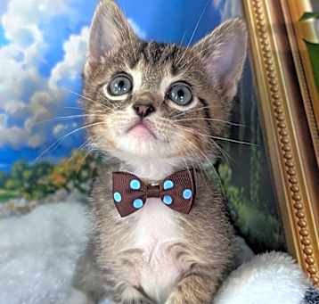 Photo of Souffle
