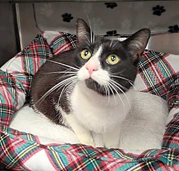 Photo of Alfie / AC 26633