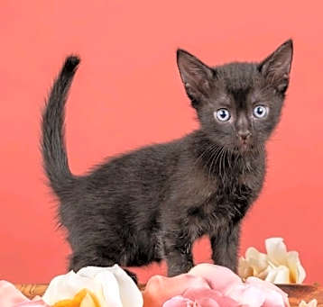 Photo of Diva