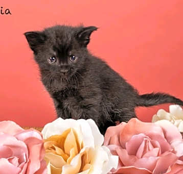 Photo of Romelia