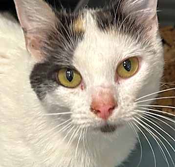 Photo of Calicat