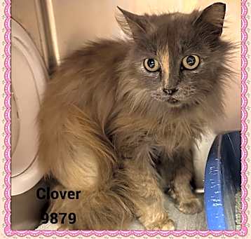 Photo of CLOVER