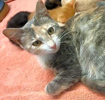 Photo of Gooseberry