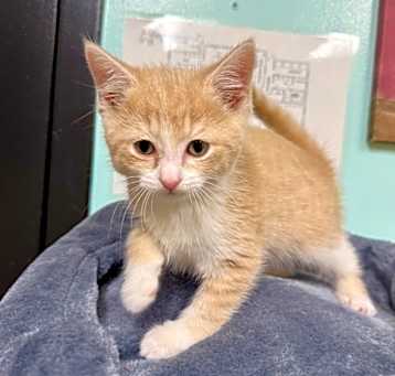 Photo of Beauregard