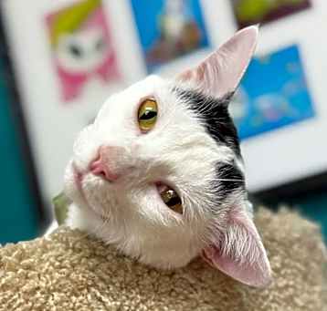 Photo of Scooter