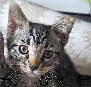 Photo of Blackpaw