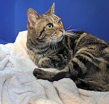 Photo of Marbles