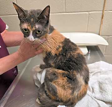 Photo of Persephone- Visit me at the Elkhart PetSmart!