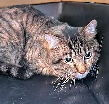 Photo of Wiley 